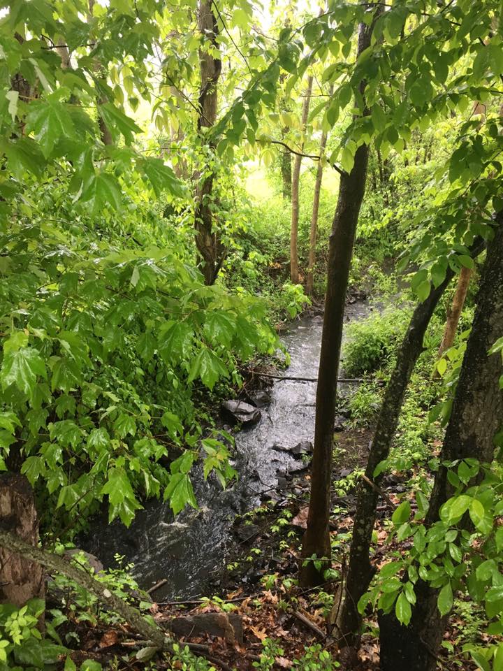 Where the River Runs Through Trees